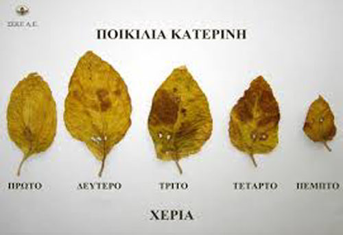 New Item: Turkish/Oriental Katerini | Fair Trade Tobacco