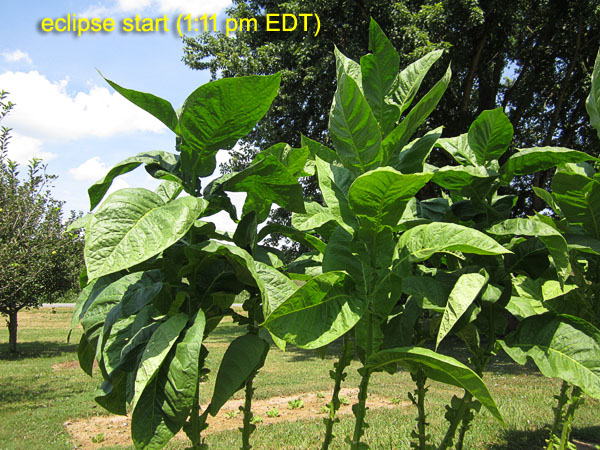 Garden20170821_2990_eclipse_Corojo99_start_600.jpg