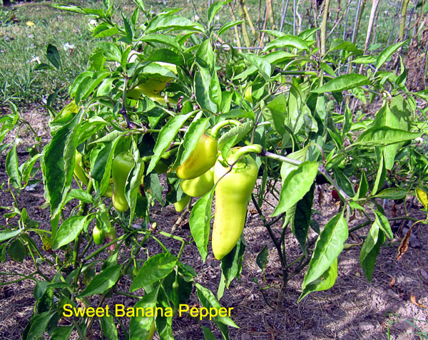 Garden20170925_3108_SweetBananaPepper_600.jpg
