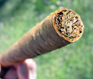 Garden20131111_1032_cigarFoot_300.jpg