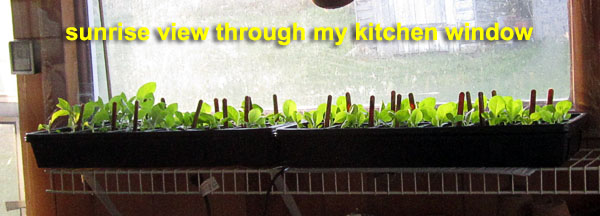 Garden20220411_6321_seedlingsAt5Wks_01_600.jpg