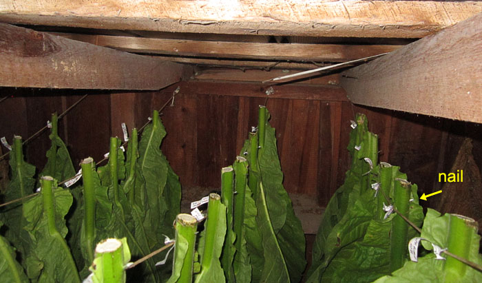 What you do with tobacco stalks? | Fair Trade Tobacco
