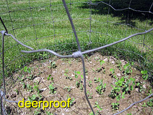 Garden20170529_2676_peaFence_deerproof_300.jpg