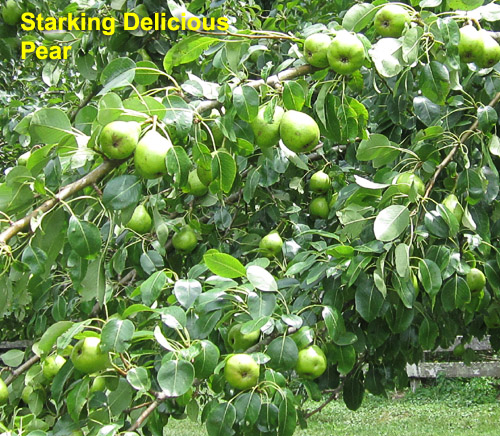 Garden20190707_4527_PearsStarkingDelicious_500.jpg