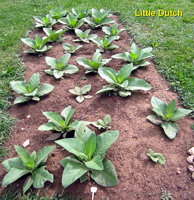 Garden20140621_1240_LittleDutch_bed_400.jpg