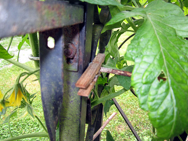 Garden20230604_7021_porchTomato_tentStakeClip_600.jpg