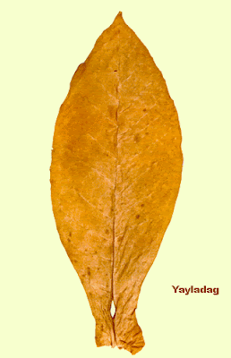 yayladag.gif