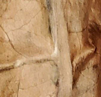 stemMold_curedLeaf.JPG