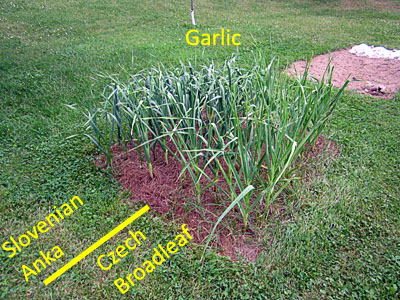 Garden20160606_2174_GarlicBed_400.jpg