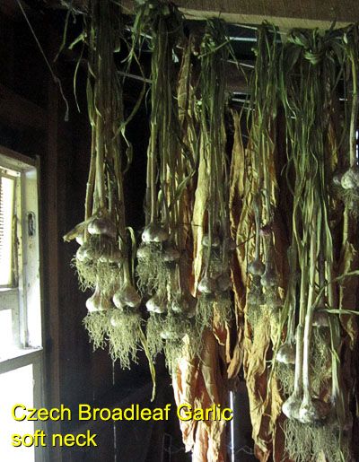 Garden20170702_2775_CzechBroadleafGarlic_hanging_400.jpg