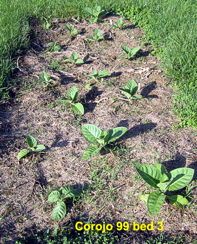 Garden20220529_6360_Corojo99_bed3_400.jpg