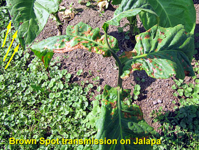 Garden20130719_804_brownSpotTransm_Jalapa_400.jpg