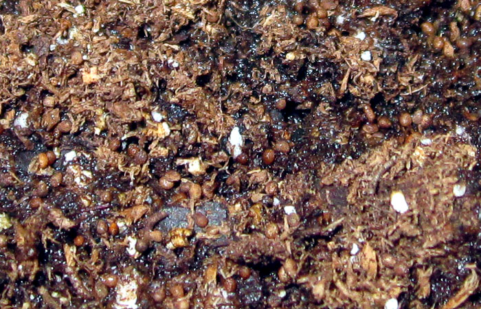 Garden20260315_7731_seedSprinkled_700.jpg