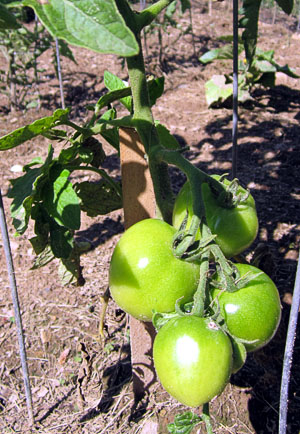 Garden20120531_202_EarlyGirlGreen_300.jpg