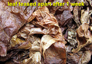 Perique20130821_913_1wk_leaf_teased_300.jpg