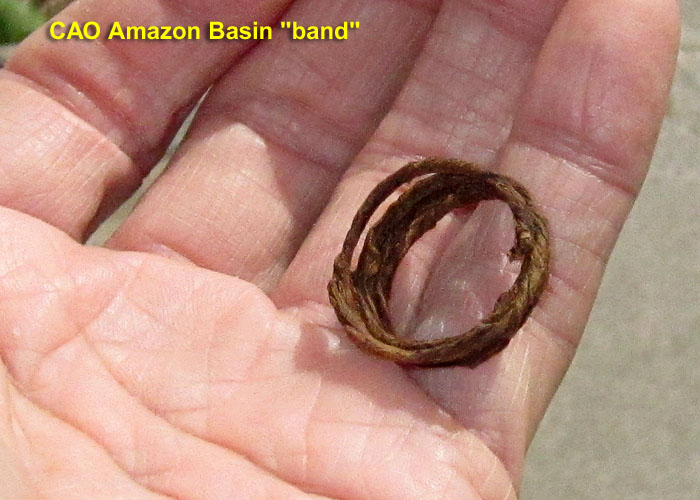 Garden20260608_7769_cigar_CAO_AmazonBasin_band_700.jpg