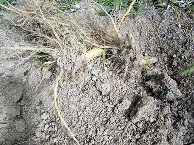 Garden20130915_966_rootRemoval_dirtClods_400.jpg