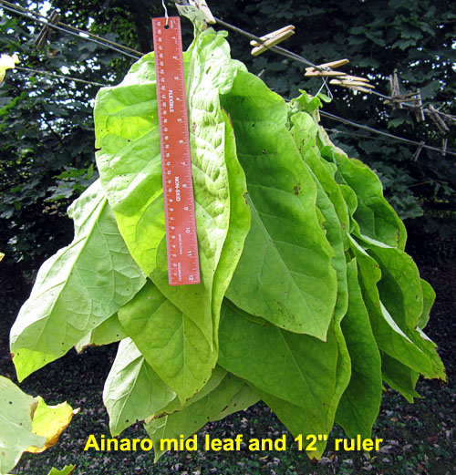 Garden20220907_6656_Ainaro_midLeaf_sun-curing_500.jpg