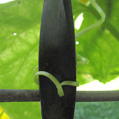 Garden20230714_7115_cukeClimbingCareer05_400.jpg