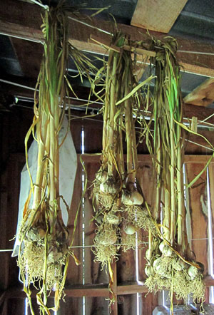 Garden20130622_708_garlicHanging_300.jpg