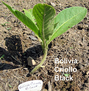 Garden20130603_660_Uncrook16da_BoliviaCriolloBlack_300.jpg