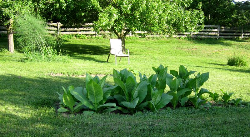 Garden20250620_7596_tobaccoBed_viewTowardChair_800.jpg