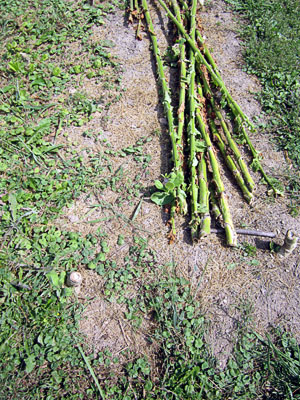 Garden20130915_968_rootRemoval_stalksStandingStumps_300.jpg