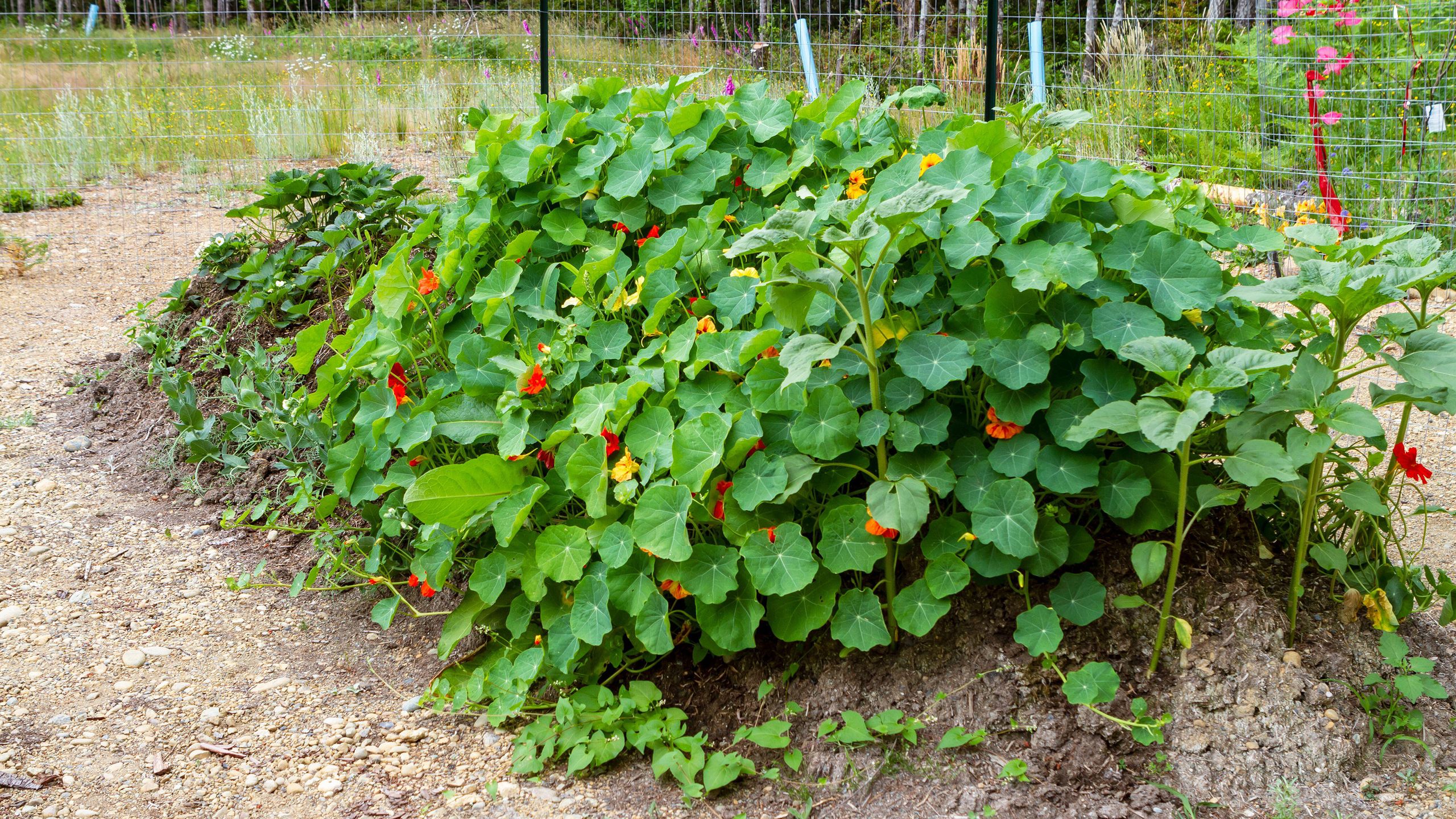 www.gardeningknowhow.com