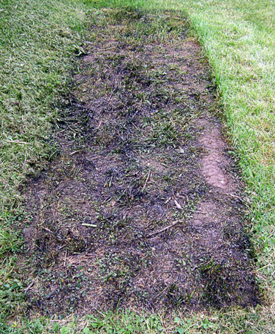 Garden20200506_5080_asparagusBed_torched_400.jpg