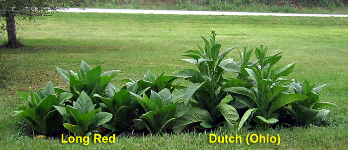Garden20260720_7808_DutchOhio_LongRed_bed_700.jpg