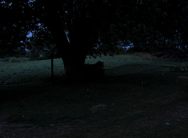 Garden20140714_1348_firefly_flashing_600.jpg