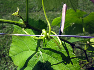 Garden20130622_704_grapeTendrilOnWire_300.jpg