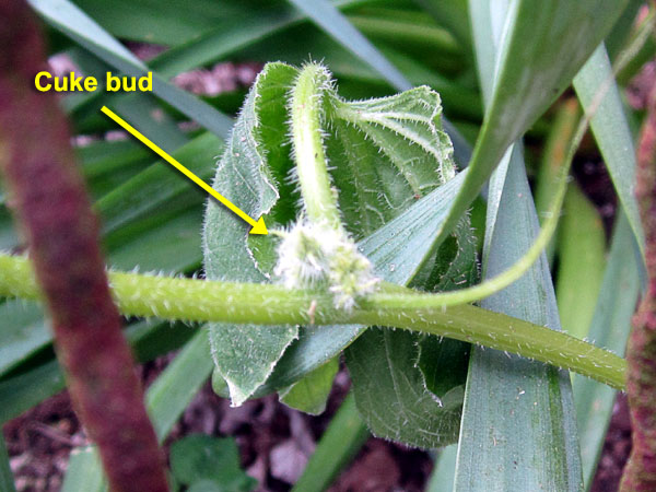 Garden20200513_5094_porchGarden_Cuke_bud_600.jpg