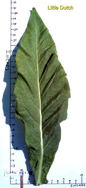 british american tobacco grants Call For Applications: BATNF Farmers for the Future Program 2025 (10Million