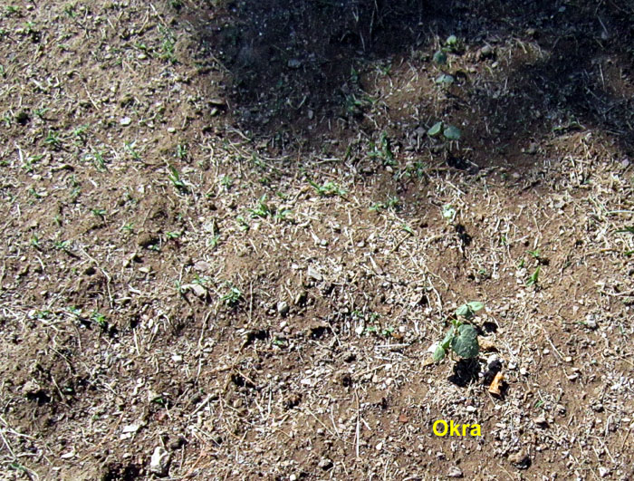 Garden20260704_7797_veggieBed_W_700.jpg