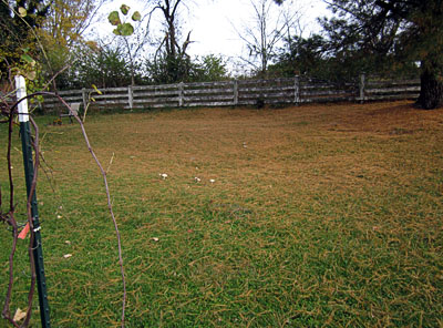 Garden20161031_2350_pineNeedleFall_400.jpg