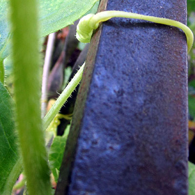Garden20230714_7119_cukeClimbingCareer09_400.jpg