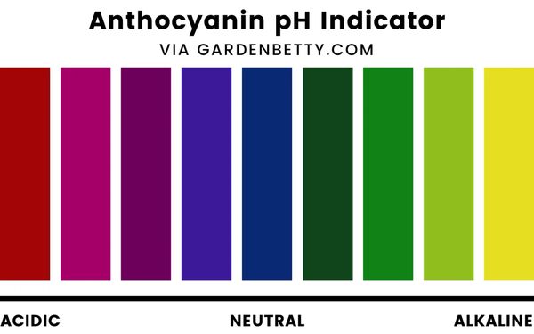 purple-beans-turn-green_600.jpg