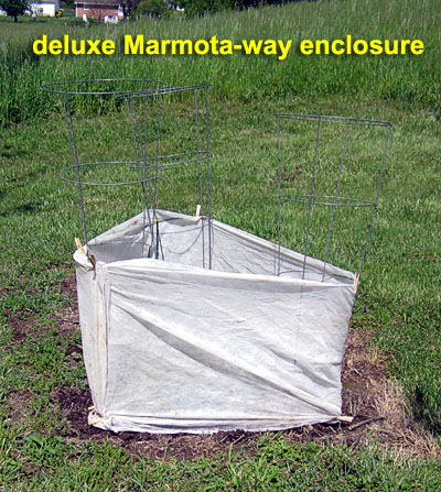 Garden20200523_5145_kabochaEnclosure_400.jpg