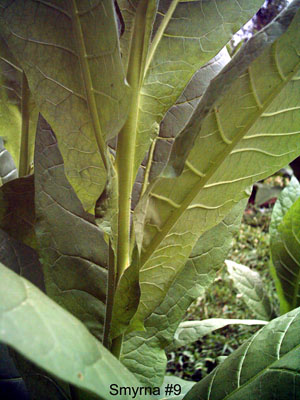 Garden_20110716B_05_Smyrna9_leafDetail_300.jpg