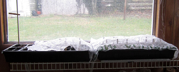 Garden20230310_6891_seedlingTrays1_600.jpg