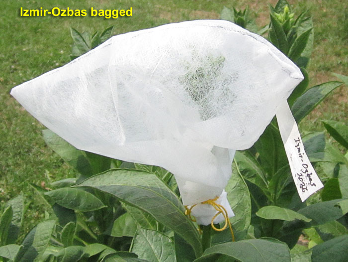 Garden20260727_7816_IzmirOzbas_bagged_700.jpg