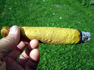 Garden20130901_946_VABrightWrapped_cigar_400.jpg