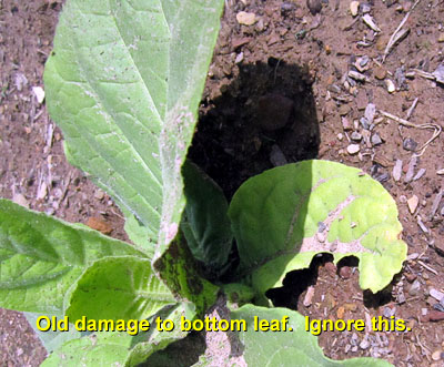 Garden20140624_1252_pestFest_oldDamageBottomLeaf_400.jpg