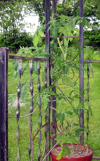 Garden20230531_7006_PorchTomato_400.jpg