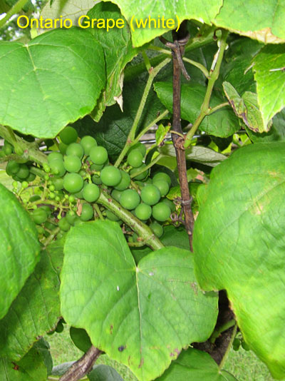 Garden20190620_4434_OntarioGrape_400.jpg