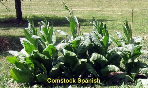 Garden20240707_7395_bothBeds_Comstock_closeup_600.jpg