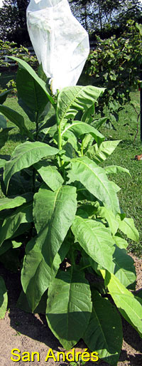 Garden20150816_2026_SanAndres_200.jpg