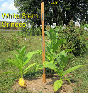 Garden20120830_462_WStemOrinoco_300.jpg