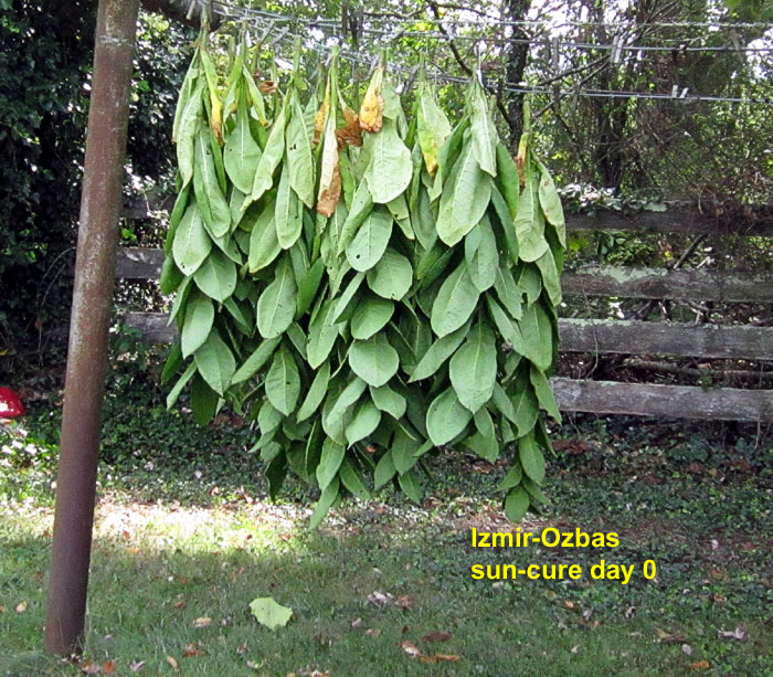 Garden20260828_7838_IzmirOzbas_sunCure_da0_700.jpg
